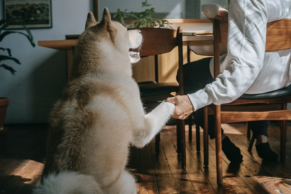 emotional support animal