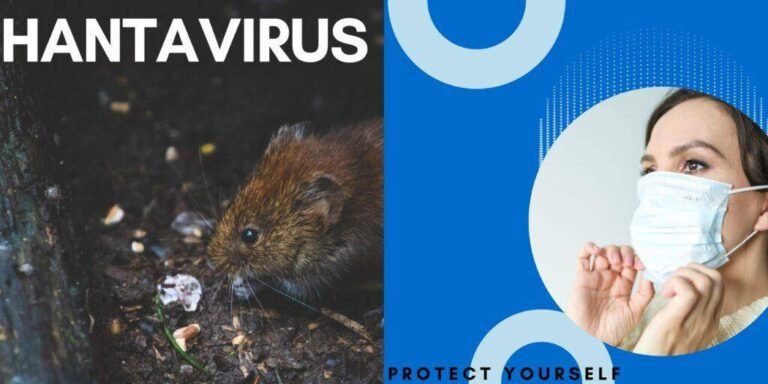 Hantavirus- a mouse drooping disease and Hantavirus symptoms 2025 Tips